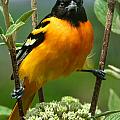 Baltimore Oriole