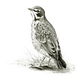 Immature American Robin