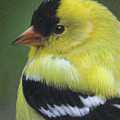 American Goldfinch - male